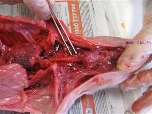 08trachea Piglet dissection: the trachea