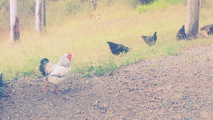 chookies Chookies - and dog
