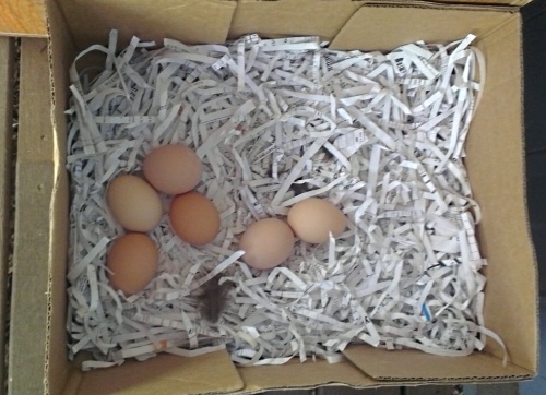 eggs eggs in nest