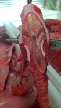 web_sectionedlarynx sectioned pig larynx