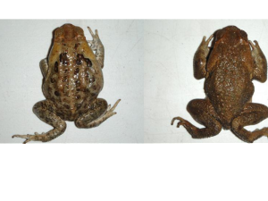 Cane toads. Female on the left, male on the right. male and female dorsal