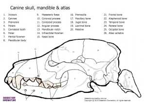 Dog+Skull+Anatomy dissection connection dog skull anatomical colouring in worksheet