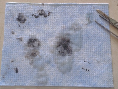 Aftermath of the porcine eye dissection Aftermath of the porcine eye dissection on Nalgene Super Versi-Dry Surface Protector from Scientrific